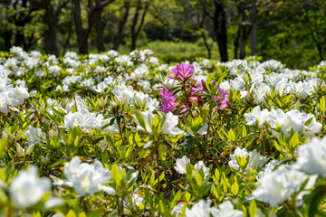 ツツジ咲く春の金沢・大乗寺丘陵公園