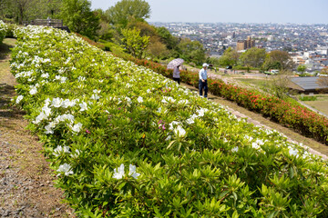 ツツジ咲く春の金沢・大乗寺丘陵公園