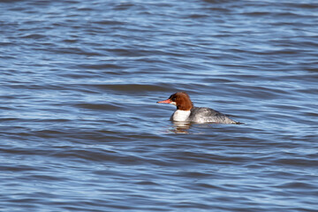 The common merganser  (Mergus merganser) female on Lake Michigan