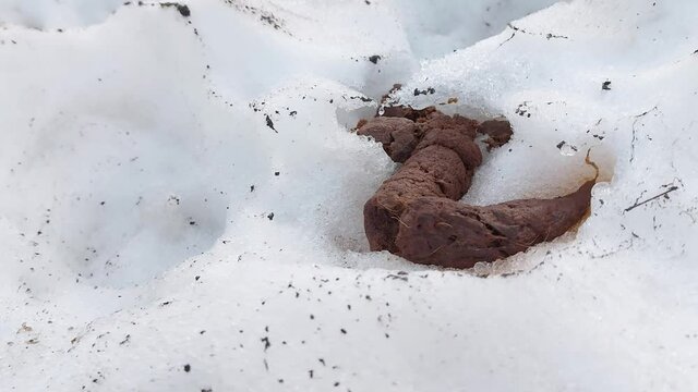 dog feces on white snow in the city. Dog walking problem concept, pet cleaning
