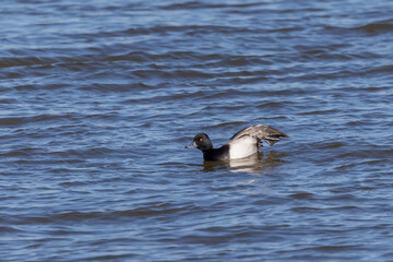 Greater Scaup (Aythya marila) at Lake Michigan