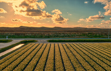 Sunset over the dunes near Groote Keeten, Holland. Tulip fields in the front. It's springtime.
