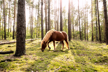 Pferd im Wald auf Moos bei Sonnenschein