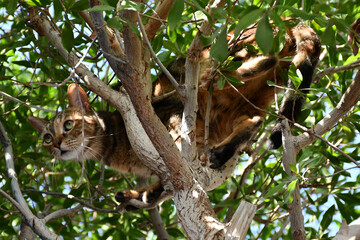 A beautiful cat on the branches of an old tree