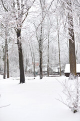Winter landscape. Snow covered trees  and a road in the park