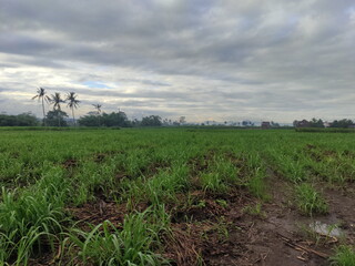 Obraz premium cloudy atmosphere in the countryside full of greenery in village