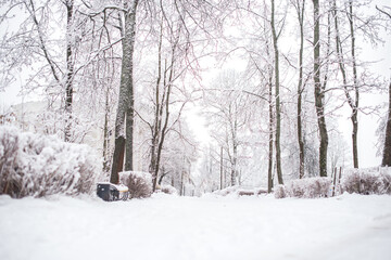 Winter landscape. Snow covered trees  and a road in the park