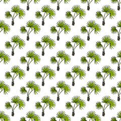 Seamless pattern with Sabal palm