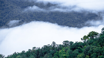 The close-up natural background of green rice fields, behind a large mountain and mist flowing...