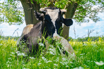 milch cow lies in a meadow and eats grass near trees in summer village in sunny weather