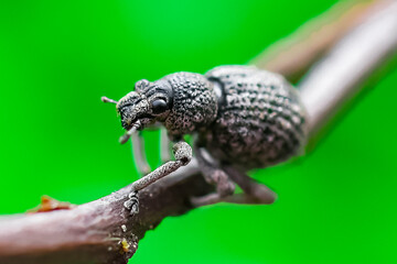 Close-up Canterbury knobbled weevil hangs on for dear life