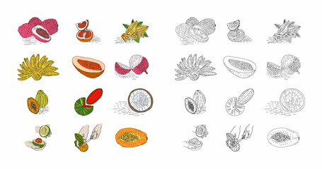 Fruit hand drawn style vector set. Illustration of colored and monochrome fruits for design farm product. Design element for poster, menu, flyer, banner, menu, package.