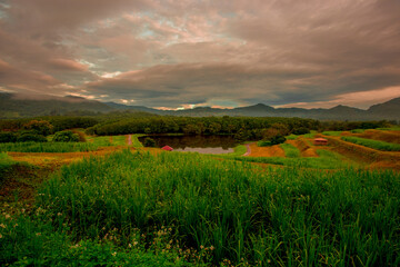 Natural blurred background of fog scattered among trees in the morning, with soft sunlight from the sun, seasonal beauty.