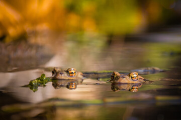 Dwie żaby pływające w stawie