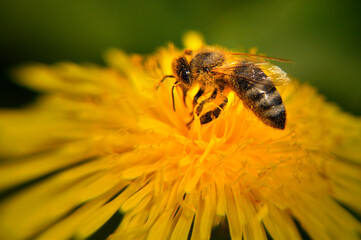 Pszczoła zbierająca pyłek kwiatowy z mlecza - obrazy, fototapety, plakaty