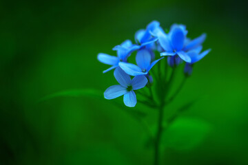 Niebieskie minimalistyczne kwiatki na zielonym tle - obrazy, fototapety, plakaty