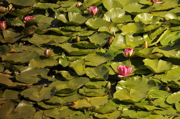 Nenufary - lilie wodne © fotograbska