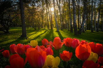 Tulipany na tle trawy i drzew w Parku Uzdrowiskowym Goczałkowice-Zdrój podczas zachodu słońca - obrazy, fototapety, plakaty