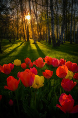 Tulipany na tle trawy i drzew w Parku Uzdrowiskowym Goczałkowice-Zdrój podczas zachodu słońca