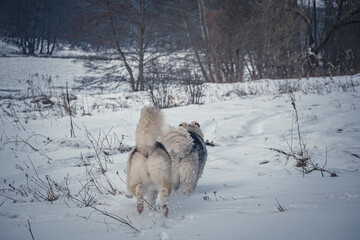 Northern dogs running in snow. Cold overcast winter day, two Alaskan Malamutes playing in a frozen meadow with withered plants. Selective focus on the animals, blurred background.