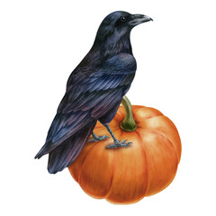 Watercolor illustration with black raven and pumpkin, isolated on white background. Hand-drawn watercolor clipart. - 472555782