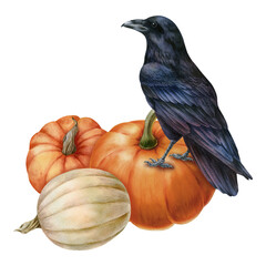 Watercolor illustration with black raven and pumpkins, isolated on white background. Hand-drawn watercolor clipart. - 472555783