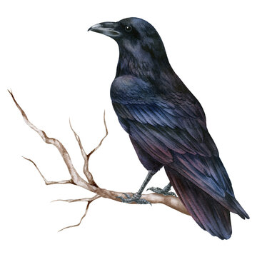 Watercolor illustration with black raven, isolated on white background. Hand-drawn watercolor clipart.