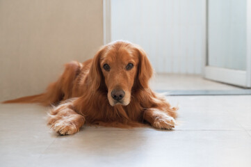 Golden Retriever lying on the floor