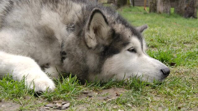 Middle shot of a Malamute dog lying on the ground