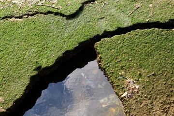 green moss on the wall