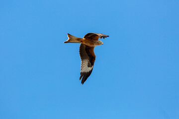 Bottom view of the red kite in flight flapping. Milvus milvus.