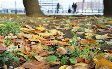 autumn leaves on the ground
