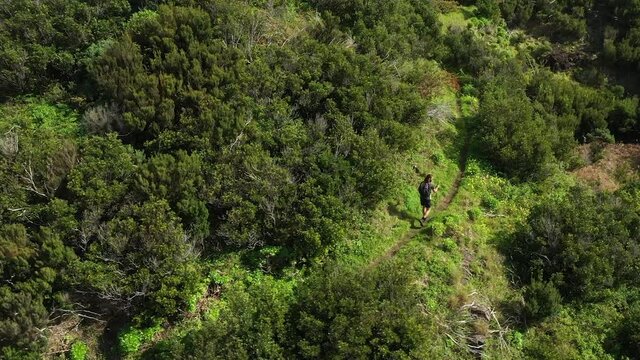 Young and fit hiker walks alone with walking sticks and shorts on a trail between beautiful, lush and green bushes, grass and trees on Madeira Island on Espigao Amorelo mountain