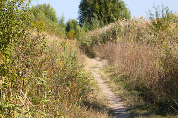 Pathway between vegetation and trees landscape view of