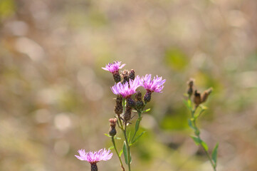 Spotted knapweed in bloom closeup view with blurred background