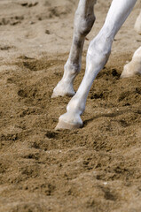 horse hoof that bars on the sandy ground in italy