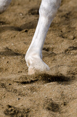 horse hoof that bars on the sandy ground in italy