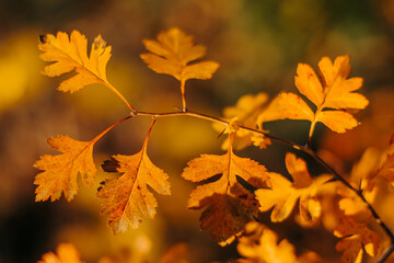 Yellow autumn leaves on a blurry background. Yellow twig with leaves