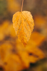One yellow autumn leaf on a blurry background
