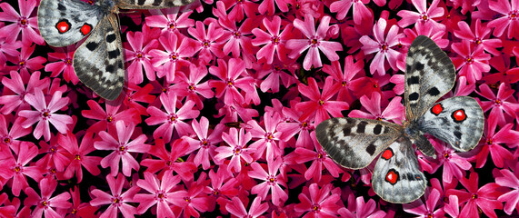 colorful apollo butterfies on a pink flowers in the garden. top view. natural pink background	