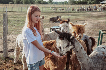 Teenage girl 13-15 years old in white cotton T-shirt and denim shorts feeds alpacas in paddock on...