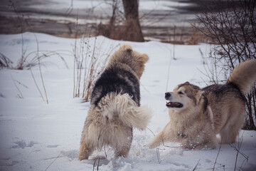 Alaskan Malamutes playing in snow. Two best friends having fun in wintertime. Active Northern breed dogs in the outdoors. Selective focus on the animals, blurred background.