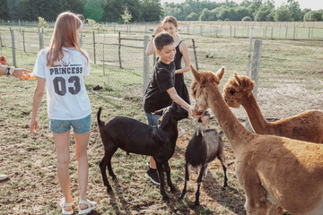 Three teenagers are feeding alpacas on summer day on farm . Life on farm. Agrotourism .Beautiful animals. Children 's holidays . Summer holidays. Adventures. Friendship.