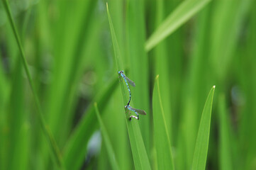 子孫を残すため。活動中のトンボ