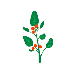 Ashwagandha - illustration, ayurvedic herb.