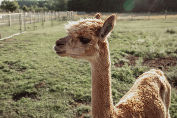 Obraz premium Curious red alpaca with cute expression on his face. Life on farm. Agrotourism. Natural materials .Beautiful animals . Own farm. Wool production. Shaggy head. Funny animals.