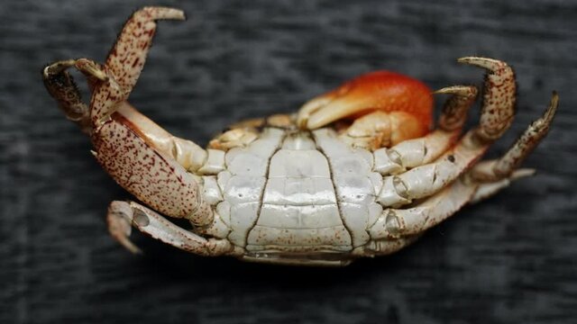 Molted crab shell of a male Red Claw Crab (Perisesarma bidens) showing narrow abdominal apron.