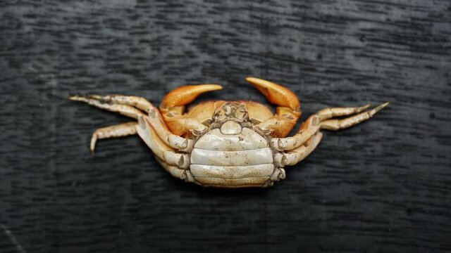 Zoom in on molted female crab shell showing wide apron on abdomen.