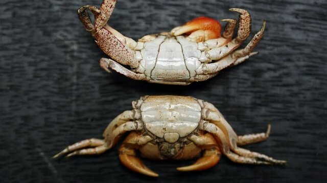 Zoom in on two crab shells showing comparison between male (top) and female (bottom) anatomy of abdomens.