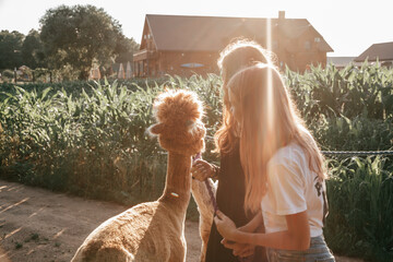  Two teenage girls walking with young alpaca on summer day onfarm. Agrotourism. Natural materials...